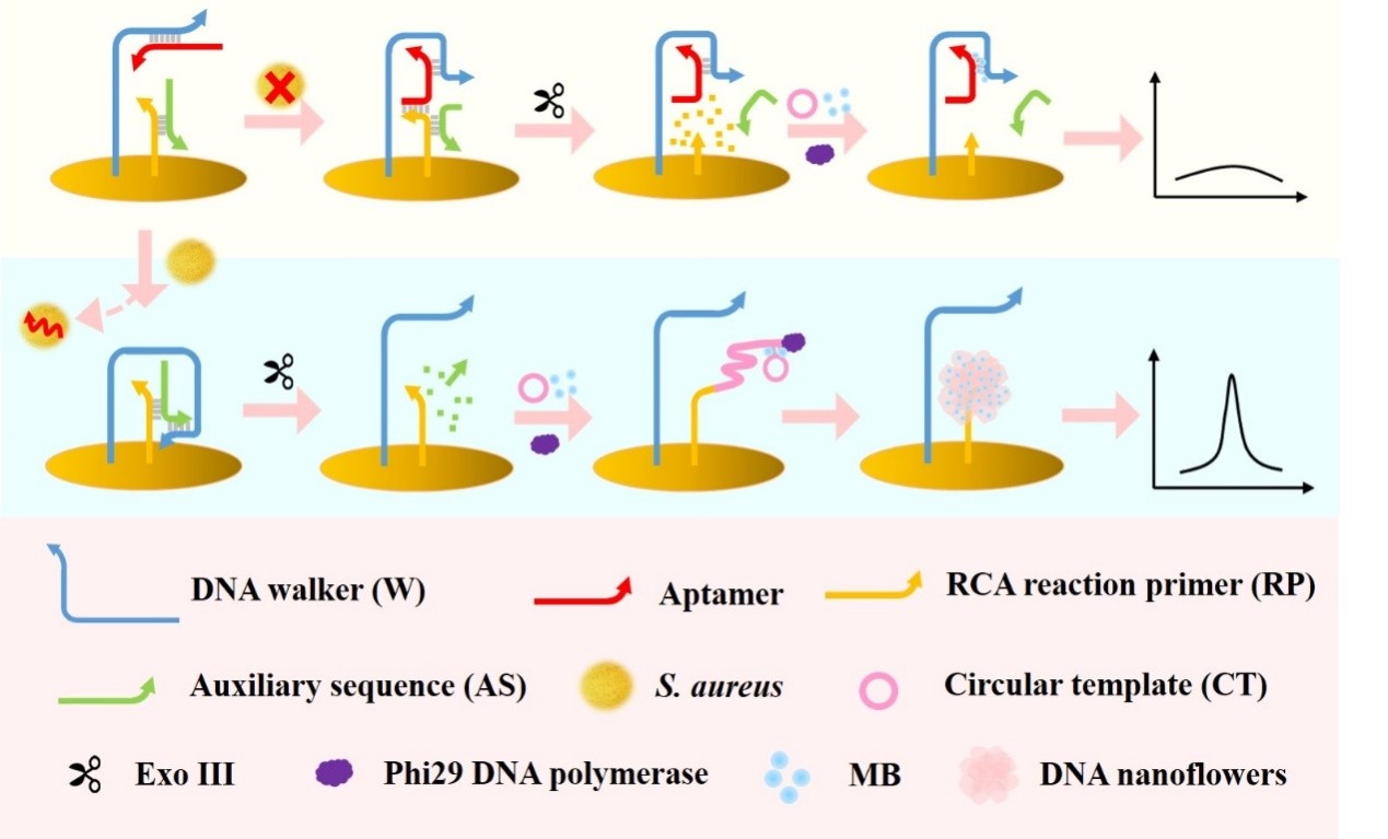 dna步行器和dna纳米花的电化学生物传感器用于金黄色葡萄球菌的检测