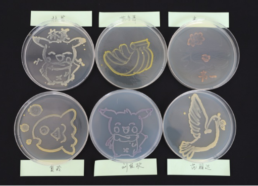 http://biotech.jiangnan.edu.cn/__local/B/1C/61/E23566DA77E1B6BC4994DFE19F6_F2A5A01B_3B412.png