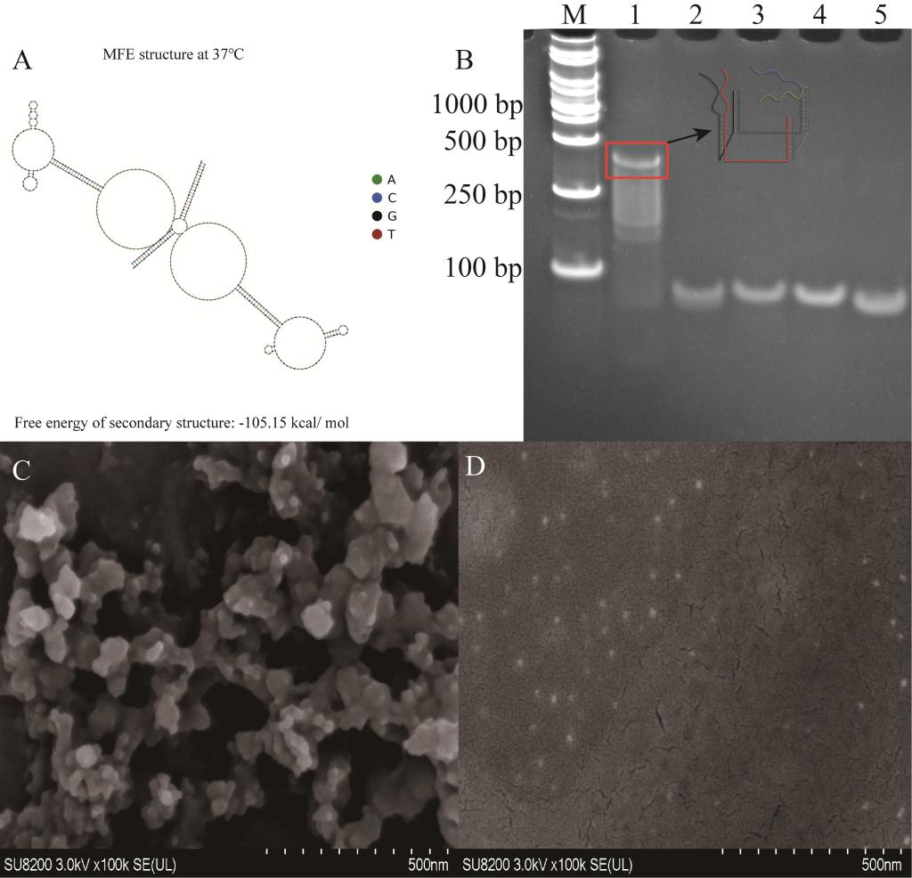 http://biotech.jiangnan.edu.cn/__local/B/9D/53/8694AAD6E7DBF4801977D230F2B_48816DF8_1743E.jpg