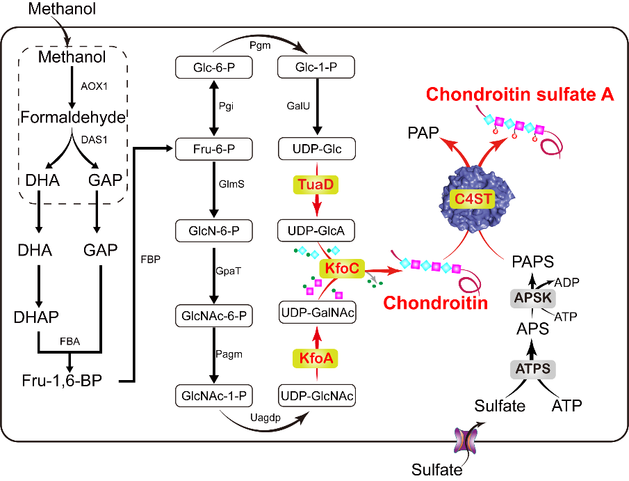 http://biotech.jiangnan.edu.cn/__local/D/7D/70/9B473C60667DFBBC72BDBEEB41E_B8424AA2_1ED49.png