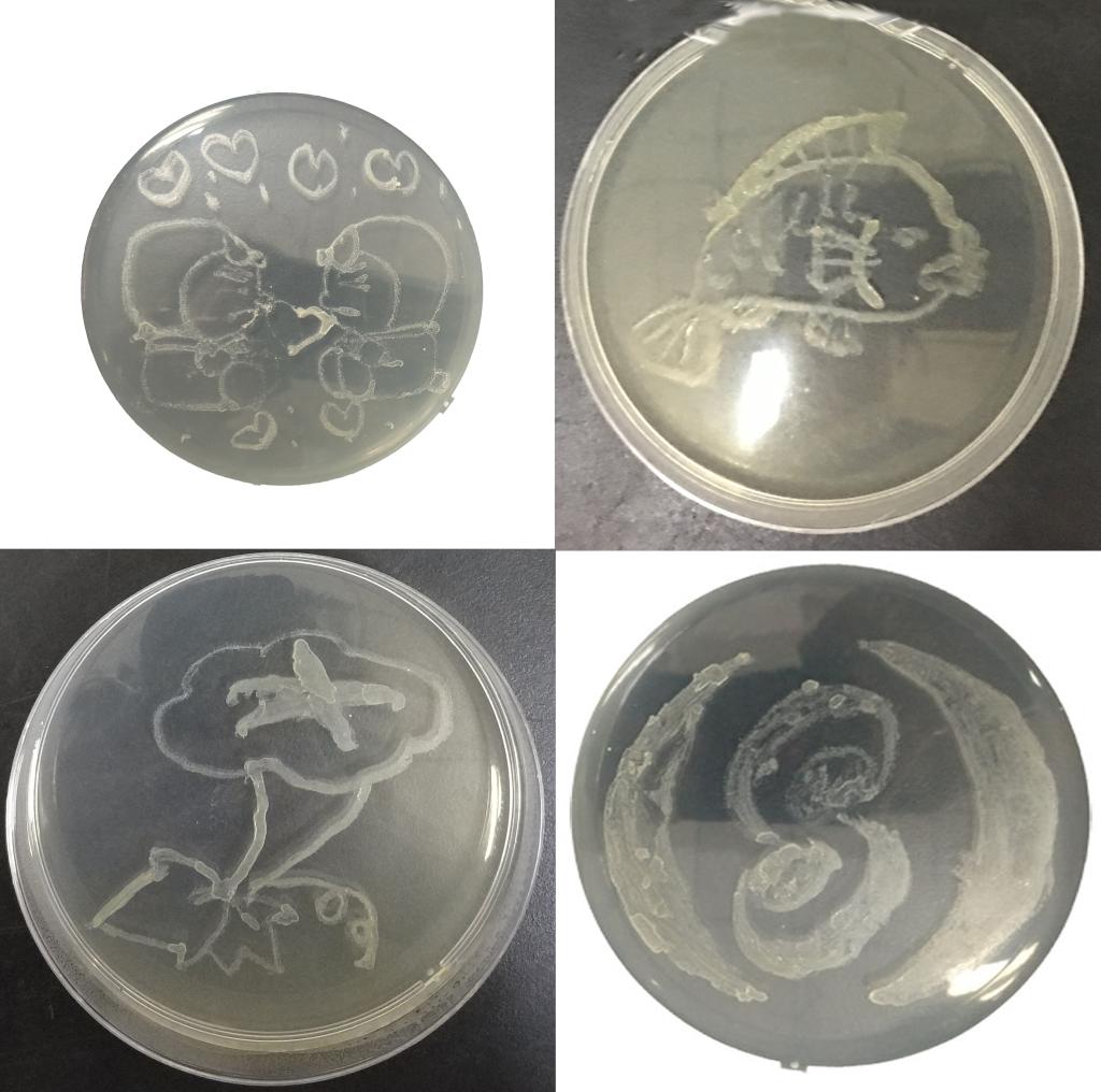 http://biotech.jiangnan.edu.cn/__local/D/FE/FC/1EF6032254EE20EBACF725B62DF_838802EB_19410.jpg