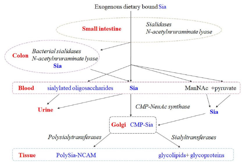 http://biotech.jiangnan.edu.cn/__local/1/D2/11/87FFC36E64C42CBC5737630C773_E75186E7_13B1A.jpg