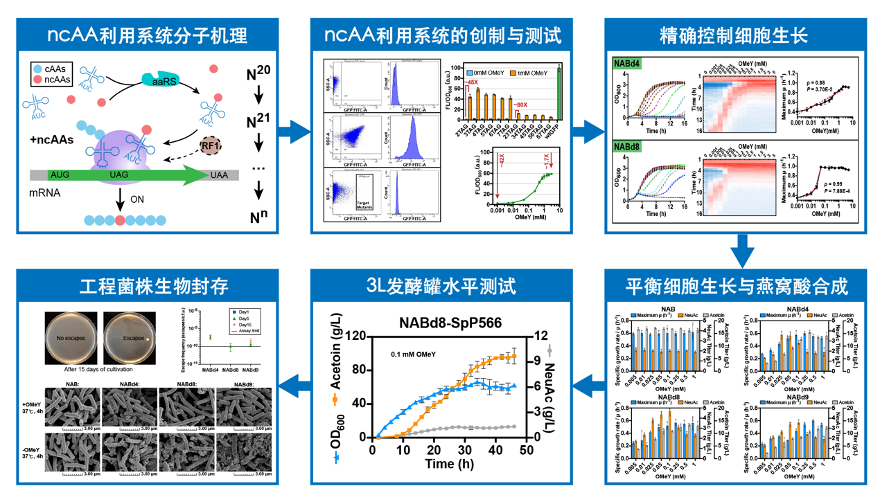 http://biotech.jiangnan.edu.cn/__local/7/44/73/037BC64B0D157AB61065C3D2EA9_AC916791_62603.png