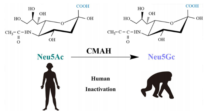 http://biotech.jiangnan.edu.cn/__local/7/A4/1E/B67E68D1A86A3C1255C8DFF61C0_B0D86939_1F695.png