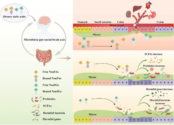 http://biotech.jiangnan.edu.cn/__local/B/67/5F/7BA561B695DDDE71C742625A1B8_70EF198D_11FF3.jpg